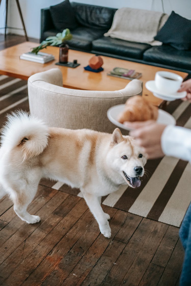 Cute Dog Standing Near Owner With Croissant And Coffee Cup In Hands