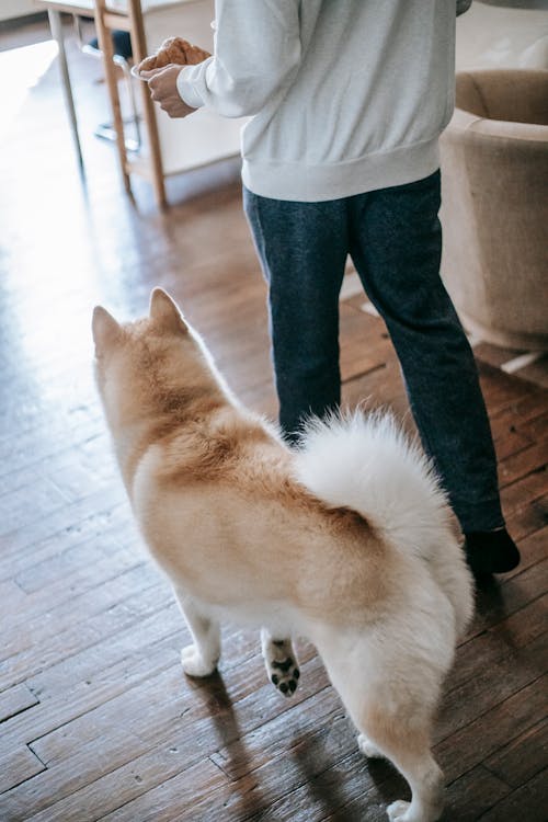 Persona En Blue Denim Jeans De Pie Junto A Un Perro Marrón Y Blanco