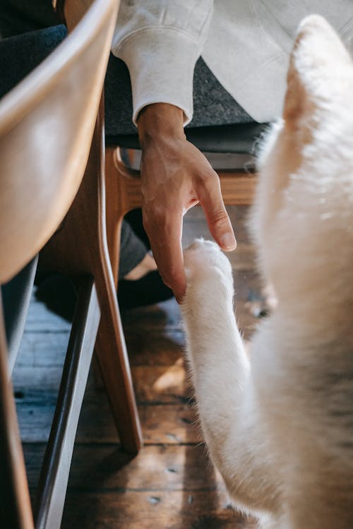 From above of crop unrecognizable male holding paw of adorable loyal Akita Inu dog while sitting on chair at home