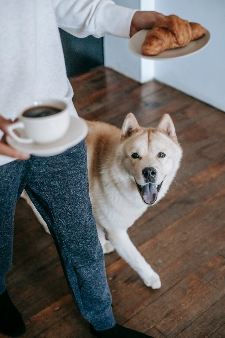 Cute Dog With Tongue Out Walking Near Owner With Coffee Cup And Croissant In Hands