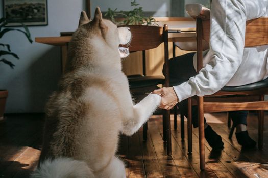 一只可爱的秋田犬将爪子伸向坐在桌旁、在家喝咖啡的匿名男主人的背影
