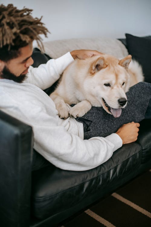 Free Adorable dog lying on ethnic guy resting on couch at home Stock Photo