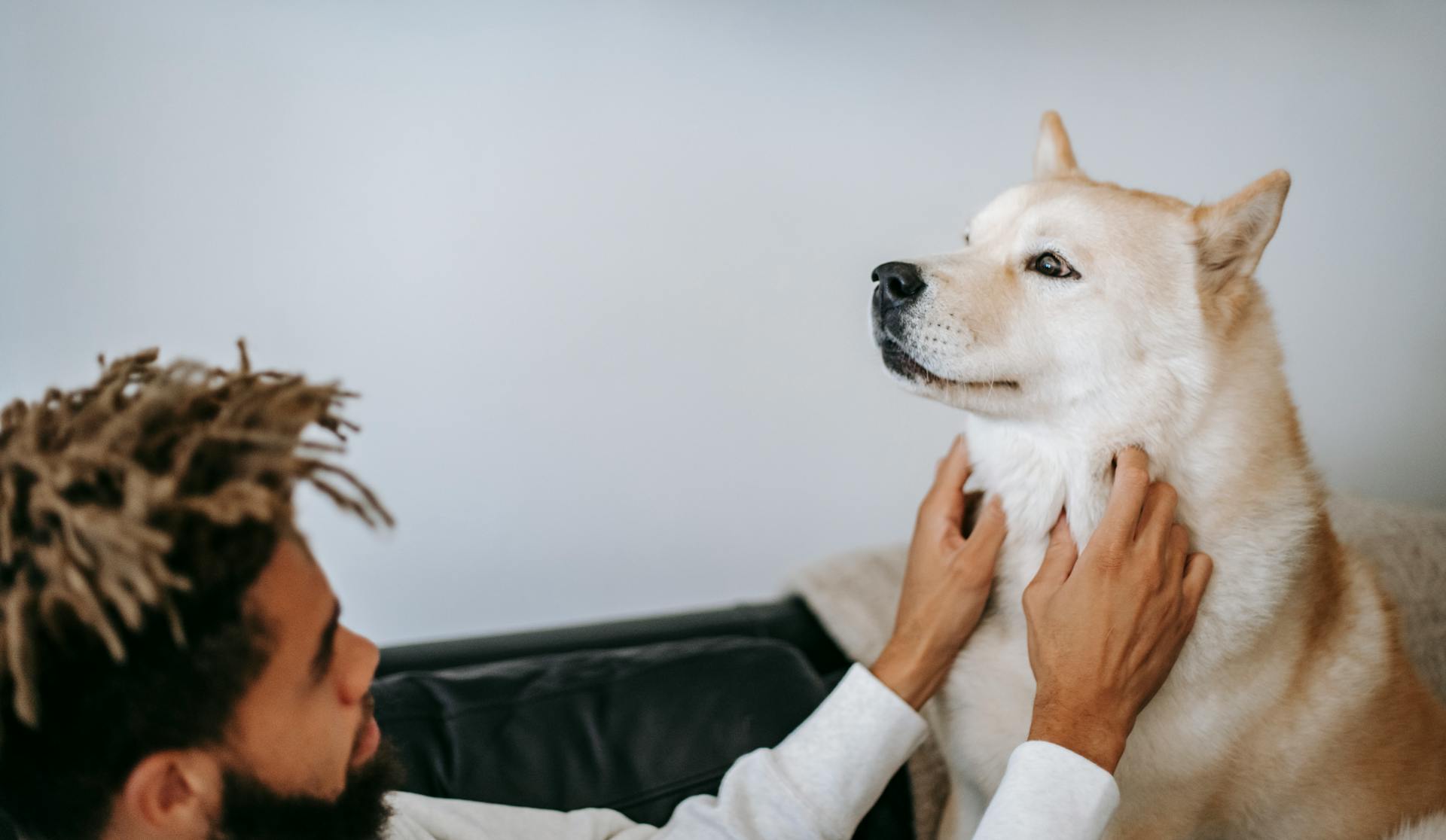 Side view of crop young black male owner caressing loyal cute purebred dog while resting together on sofa at home