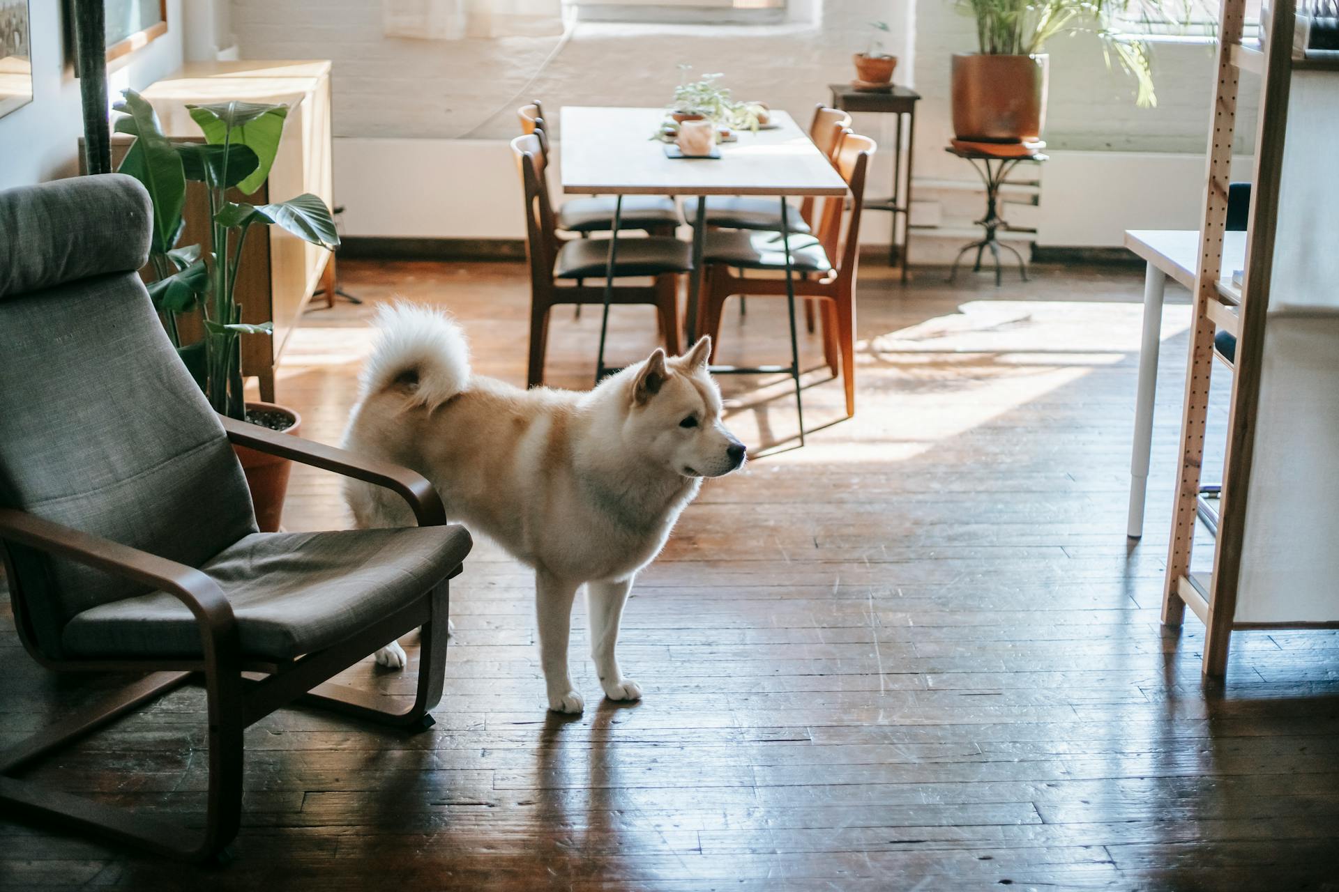 Nyfiken Akita Inu-hund som står nära en fåtölj hemma