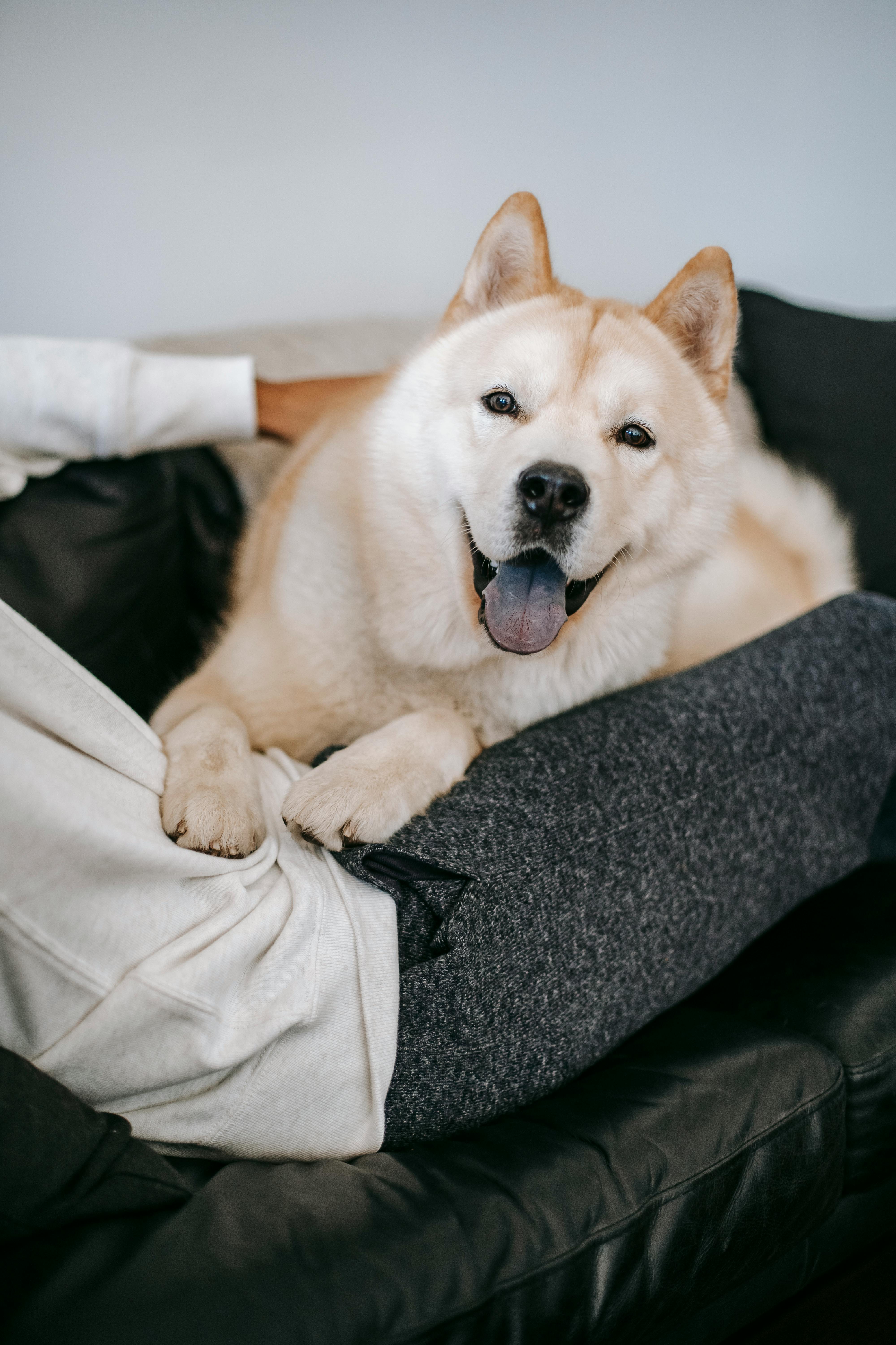 anonymous person relaxing on couch with cute akita inu dog