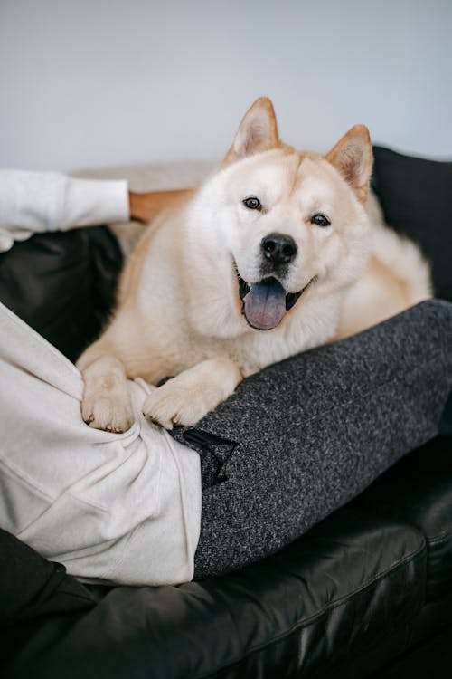 Free Funny soft Akita Inu dog with tongue out sitting on knees of crop unrecognizable owner lying on sofa at home Stock Photo