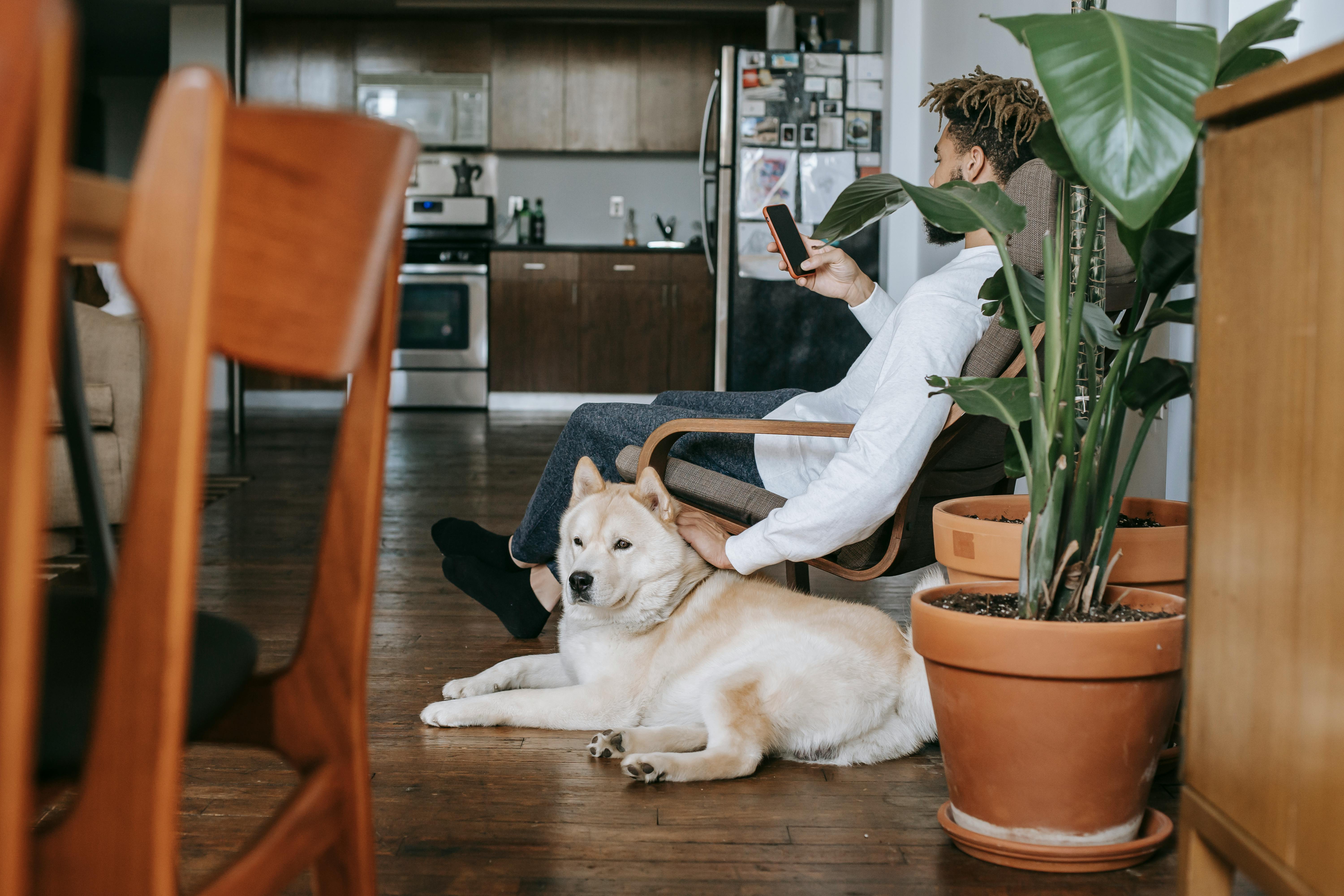 black man using smartphone while patting akita inu dog