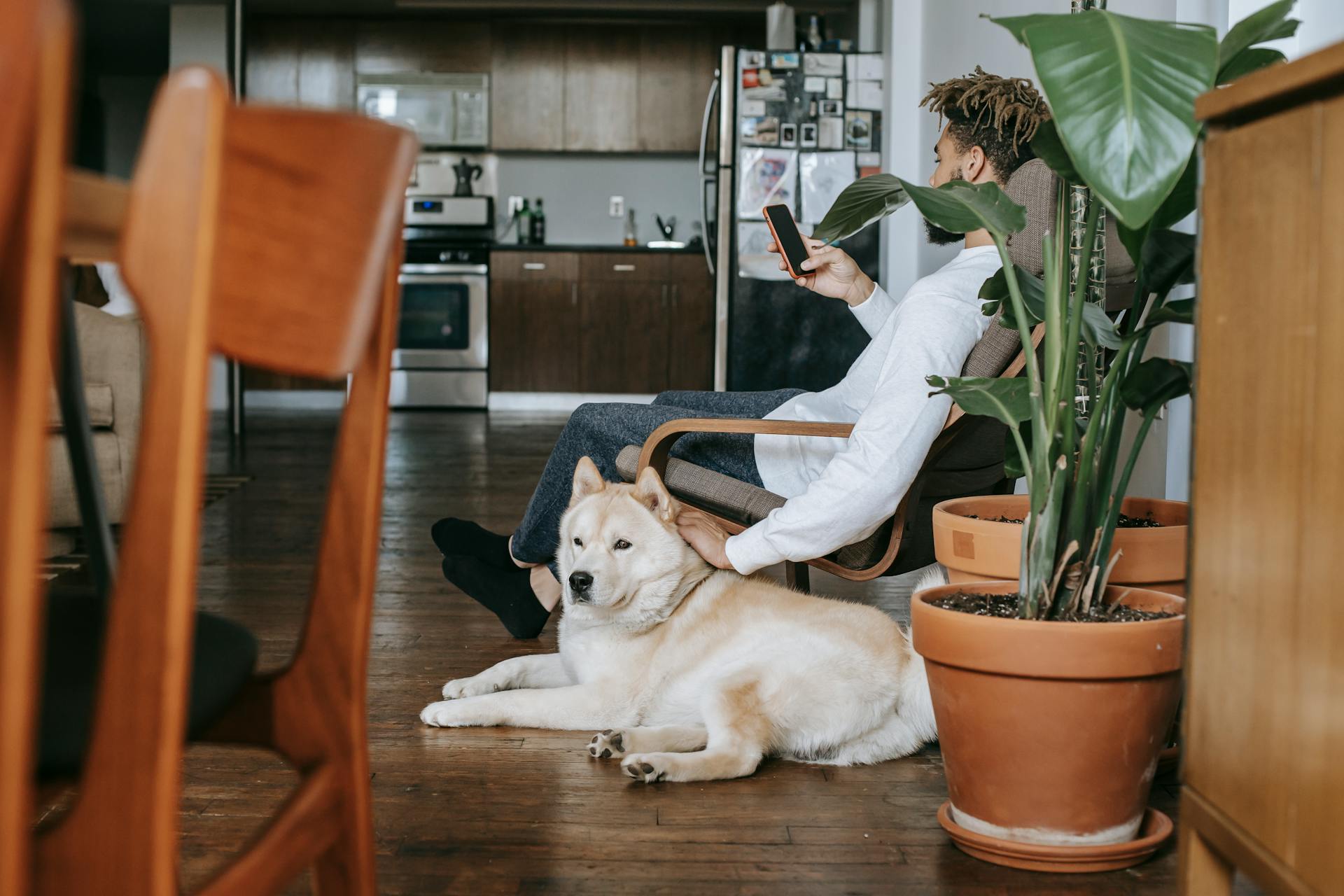 Black man using smartphone while patting Akita Inu dog