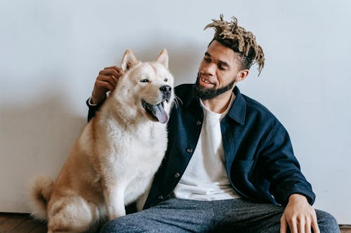 Free Caring African American male with dreadlocks patting fluffy cute funny Akita Inu dog with tongue out Stock Photo