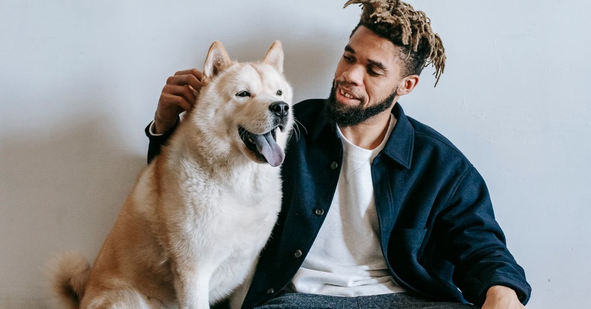 Akita Américain : Guide Complet Race et Santé