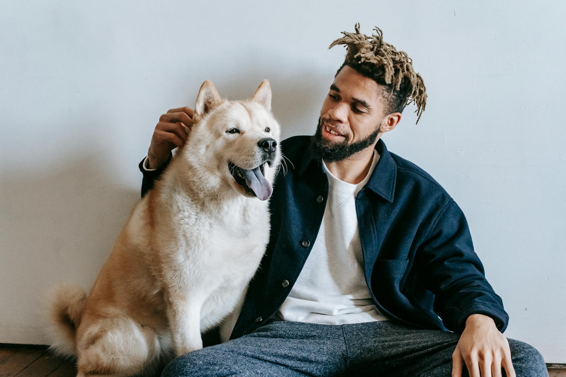 Homme afro-américain attentionné avec dreadlocks tapotant pelucheux mignon drôle chien Akita Inu avec la langue dehors