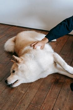 Man patting fluffy Akita Inu dog