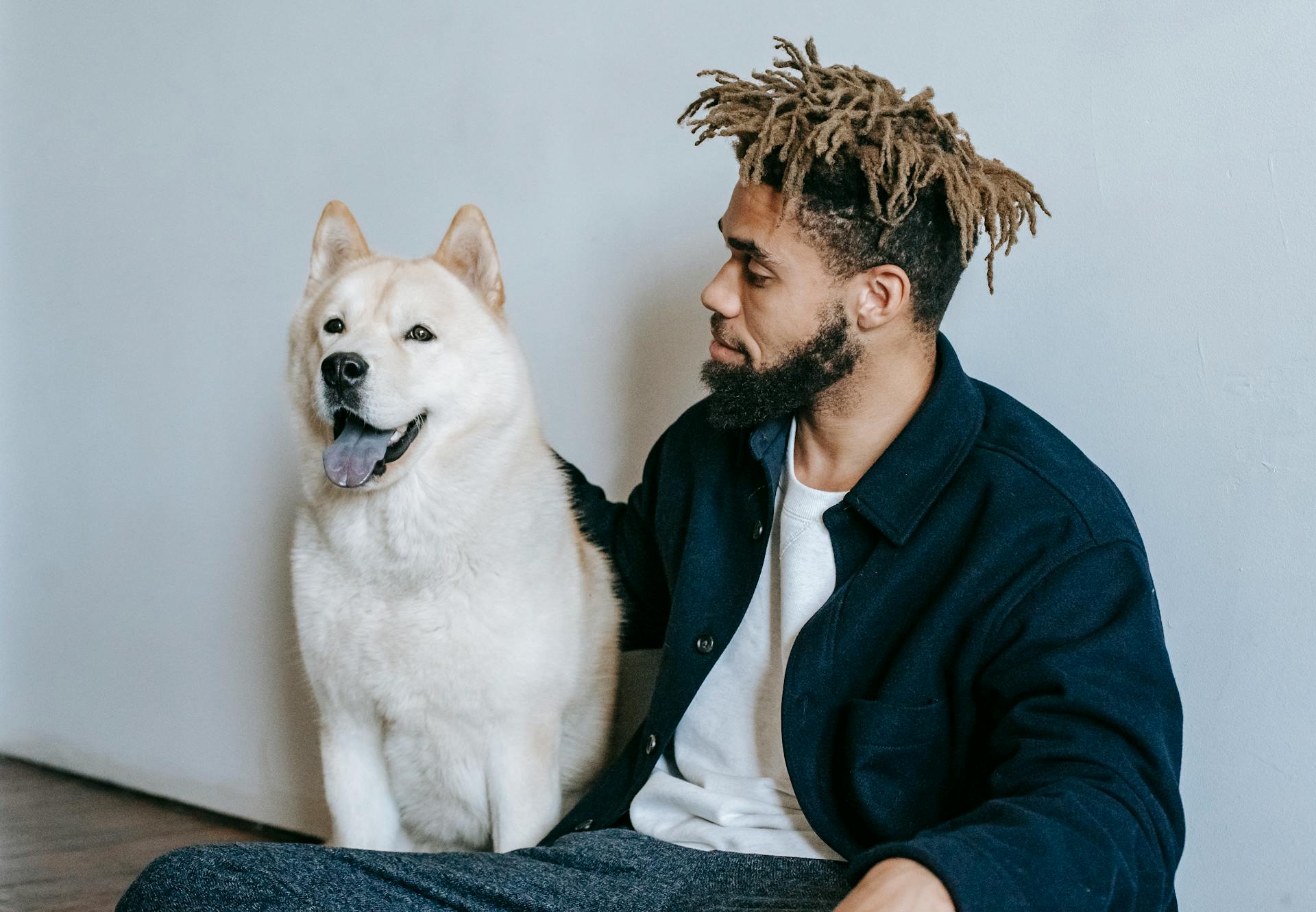 Bearded young African American male with dreadlocks patting cute obedient Akita Inu dog while resting on floor