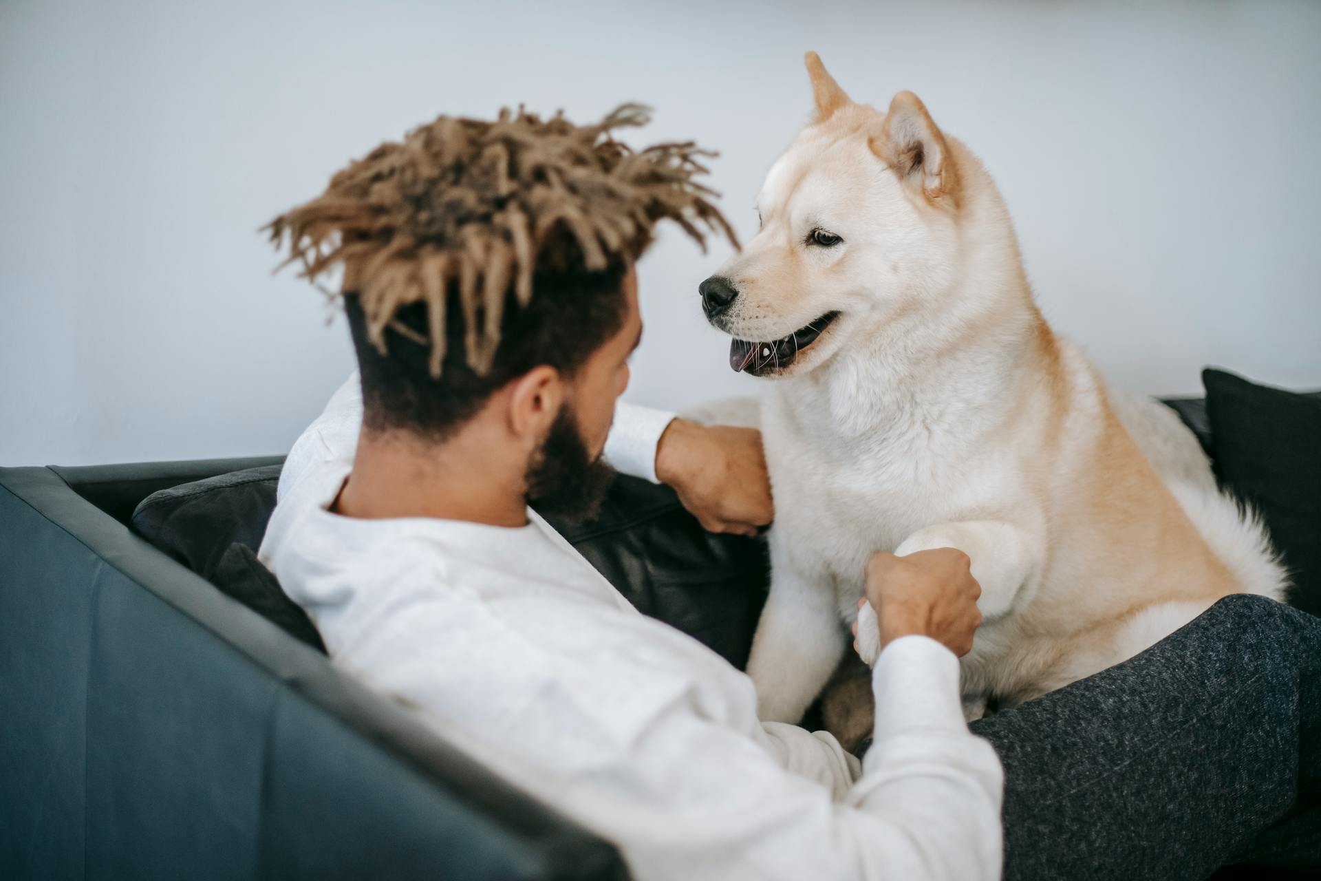 Black man playing with cute funny Akita Inu dog