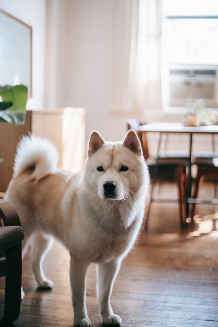 Cute Curious Funny Akita Inu Dog In Lounge