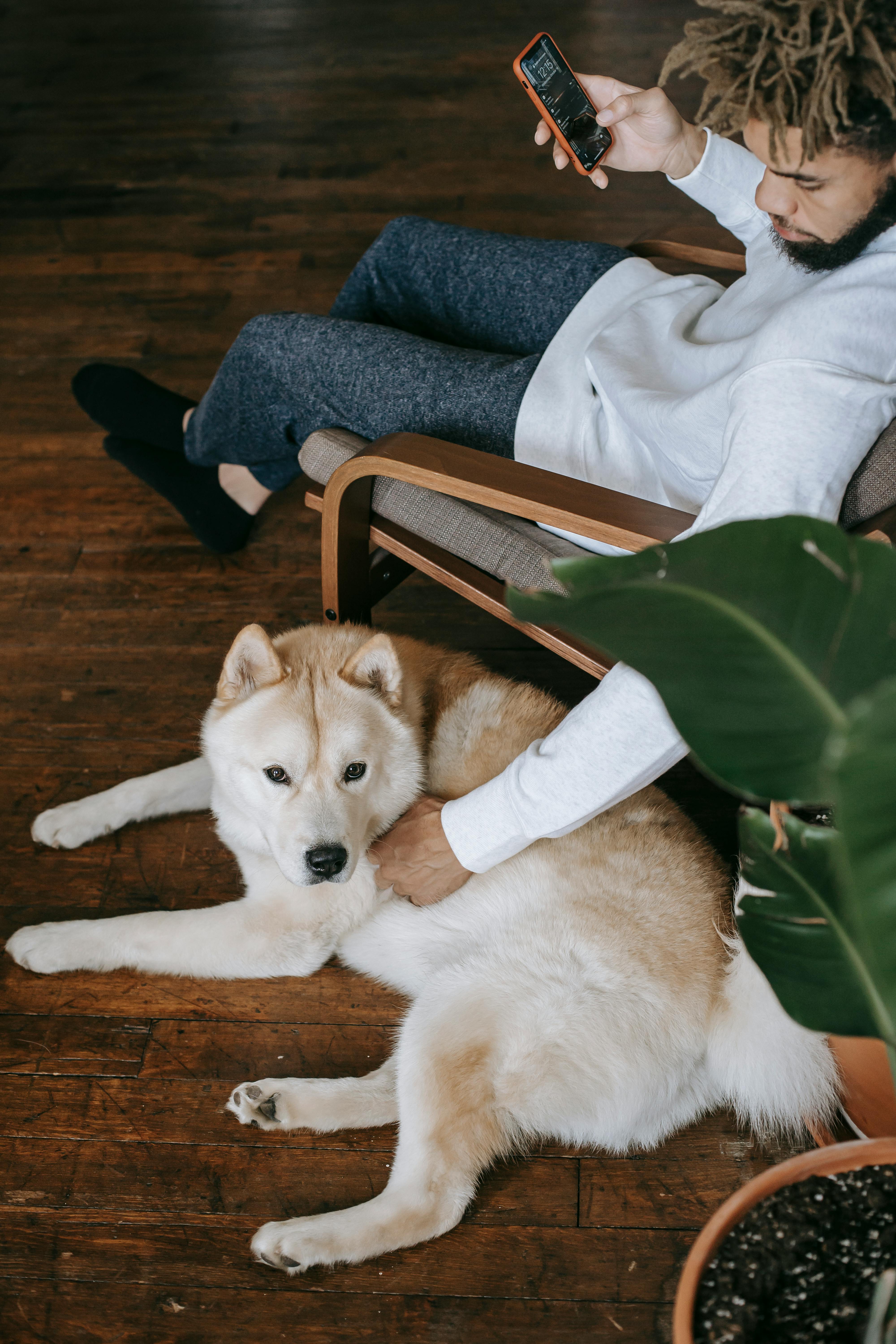 black man using smartphone and patting akita inu dog