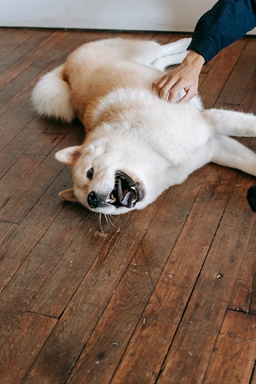 Happy Shiba Inu Lying on Wooden Floor