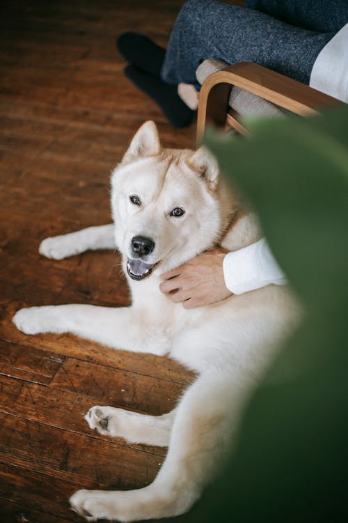 Crop unrecognizable male in armchair petting cute Akita Inu dog on wooden floor with mouth opened