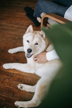 扶手椅上，面目全非的雄性庄稼抚摸着木地板上可爱的秋田犬，张着嘴