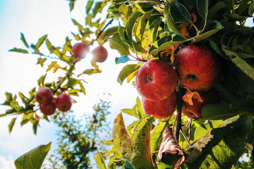 Free Red Apples on Tree Stock Photo