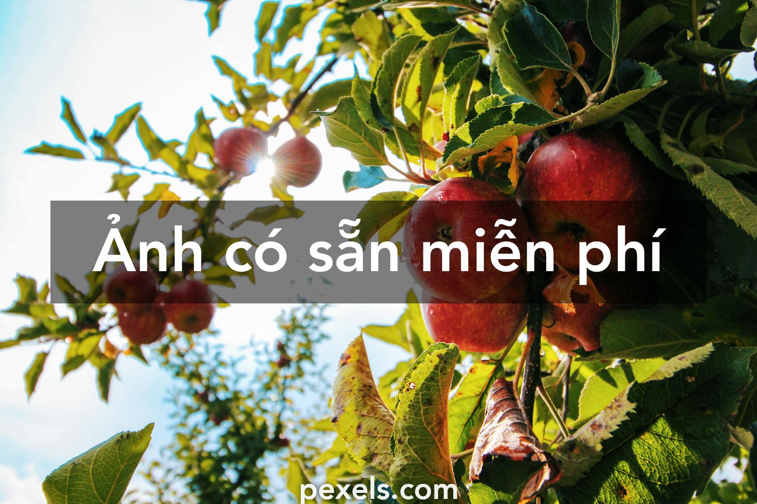 Vườn cây ăn quả: Bạn có thích ăn trái cây tươi ngon mỗi ngày không? Hãy khám phá vườn cây ăn quả đầy màu sắc và thơm ngon đang chờ đón bạn. Những quả chín mọng, ngọt ngào sẽ khiến bạn say đắm và tràn đầy năng lượng!