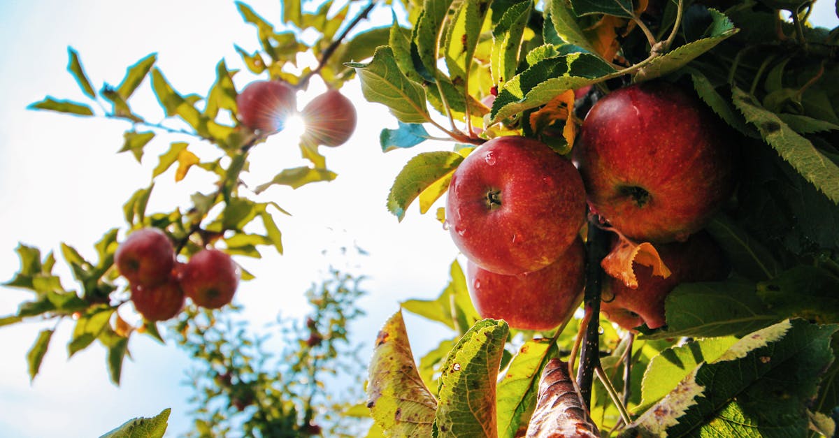 Free stock photo of apple, apple tree, apples