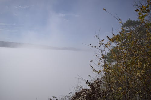 在雲端, 天空云, 樹 的 免费素材图片