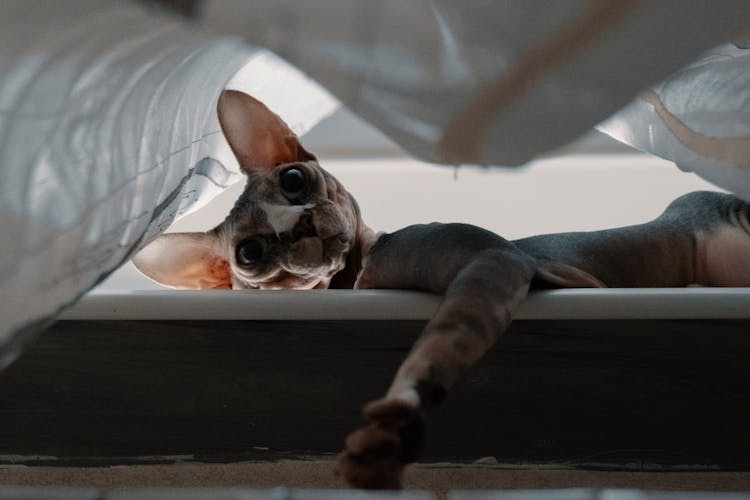 Hairless Cat Lying On Bath Edge Under Curtain