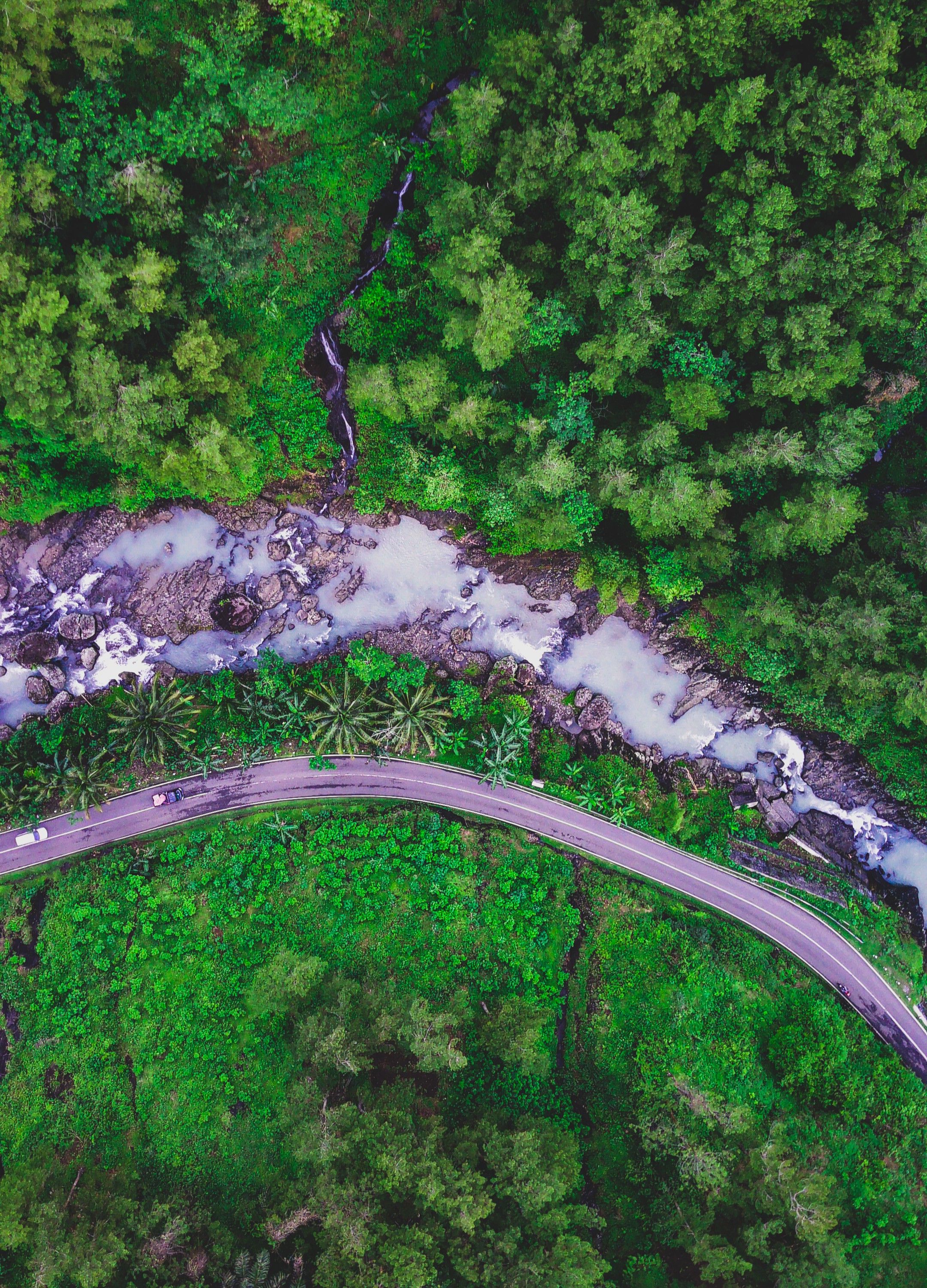Aerial View of Green Trees Near the River · Free Stock Photo