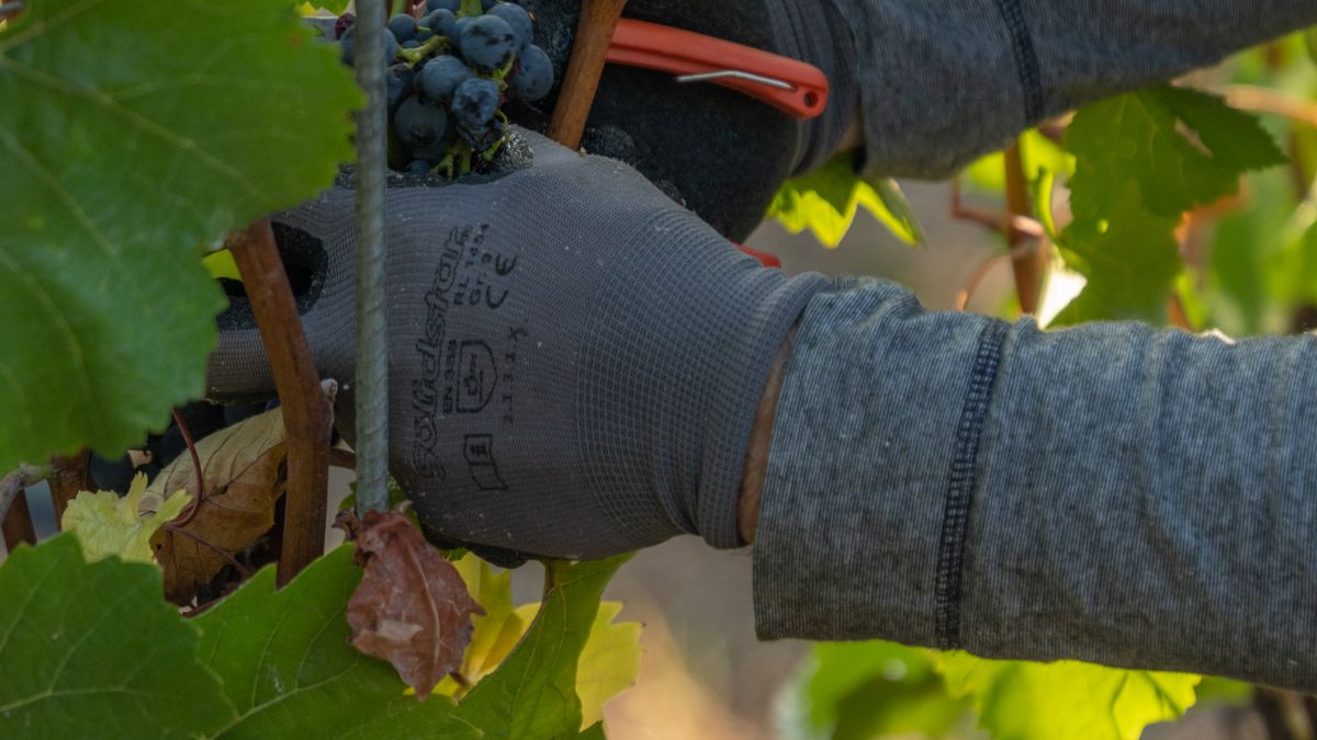 Les AOC de la Vallée du Rhône : focus sur les nouvelles générations de vignerons - illustration