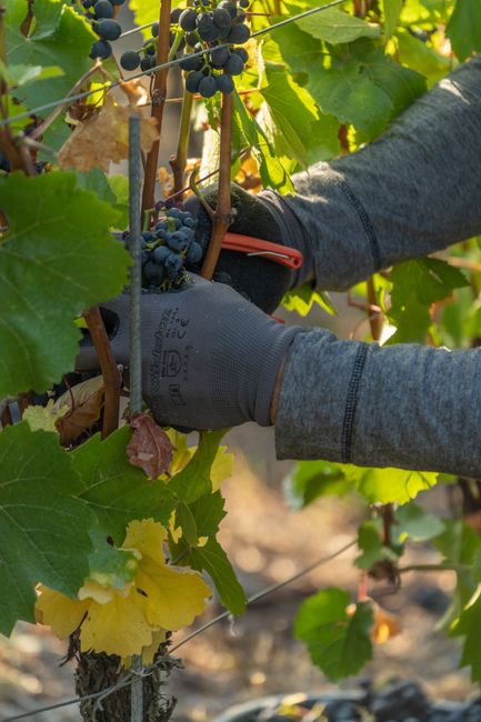 Worker carefully harvesting ripe grapes in a sunlit vineyard.