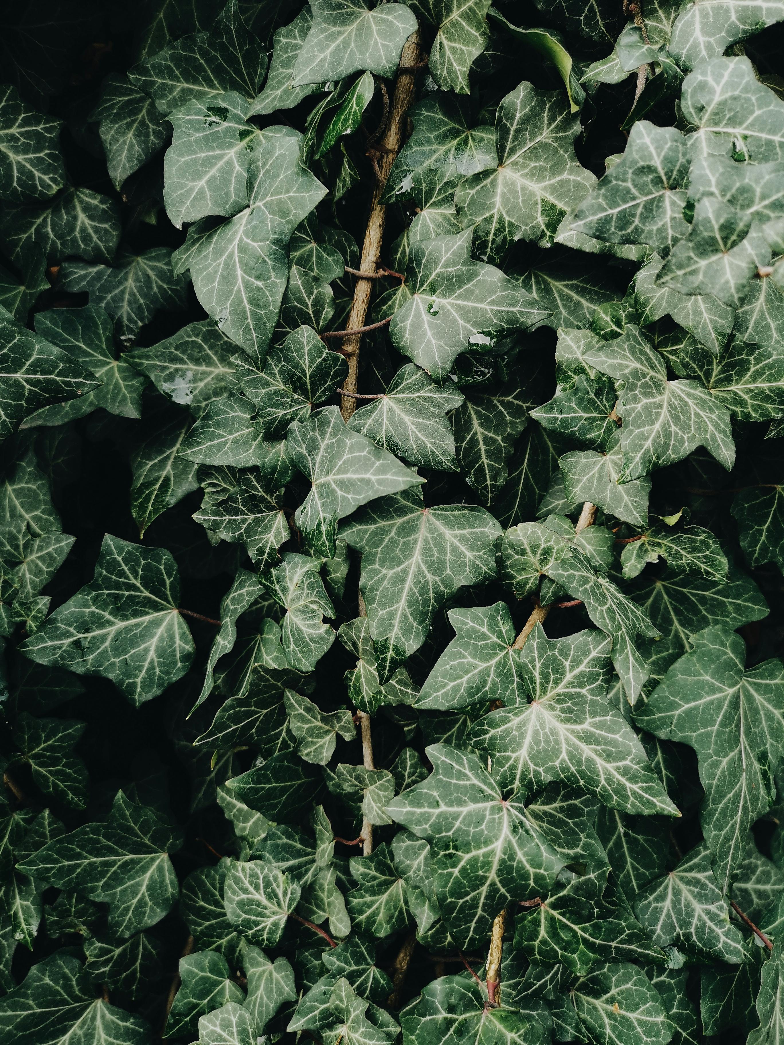 Close-up view of dense green ivy leaves, perfect for nature backgrounds.