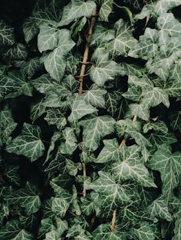Close-up view of dense green ivy leaves, perfect for nature backgrounds.