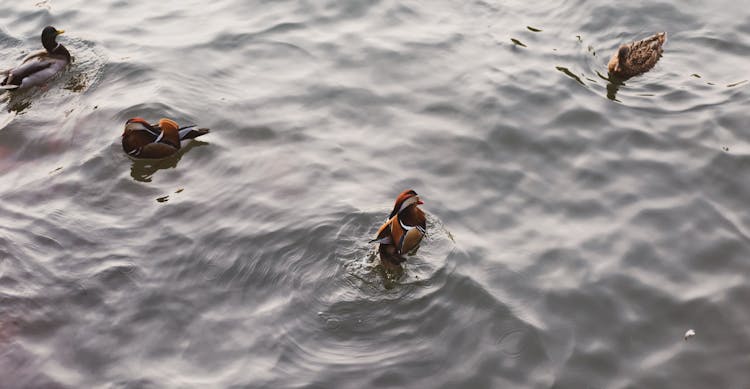 Mandarin Ducks On Water