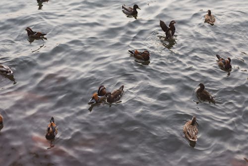 水禽, 海鷗, 湖水 的 免費圖庫相片