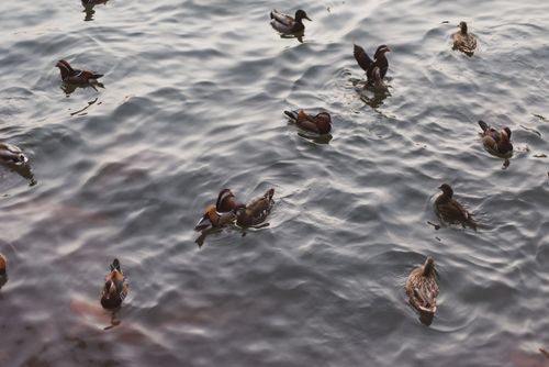 Free A peaceful scene with ducks swimming in a lake, showcasing ripple effects on water surface. Stock Photo