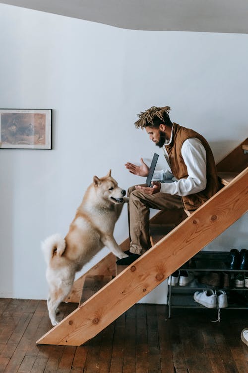 Side view full body of African American guy in casual clothes sitting on stairway in house using laptop with Akita Inu dog disturbing