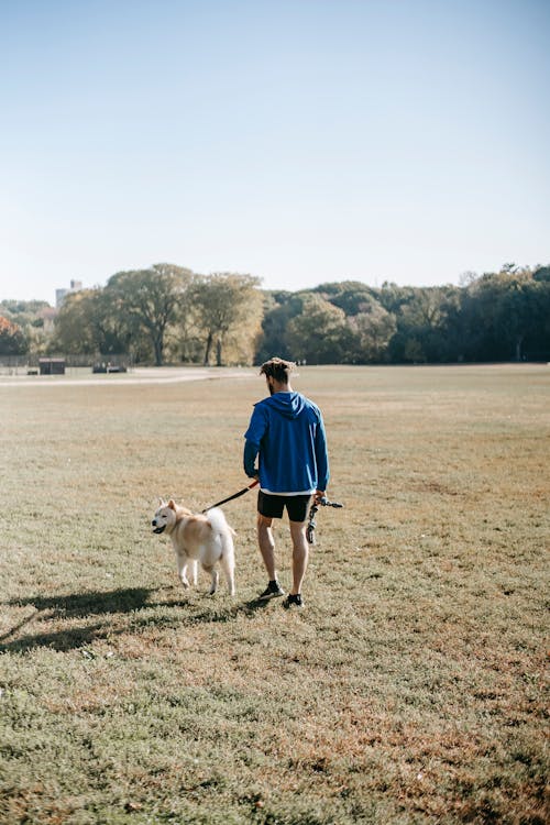 Free Back view full body of faceless male in sporty outfit walking with Akita Inu dog on grass lawn in sunny day in street under blue cloudless sky Stock Photo