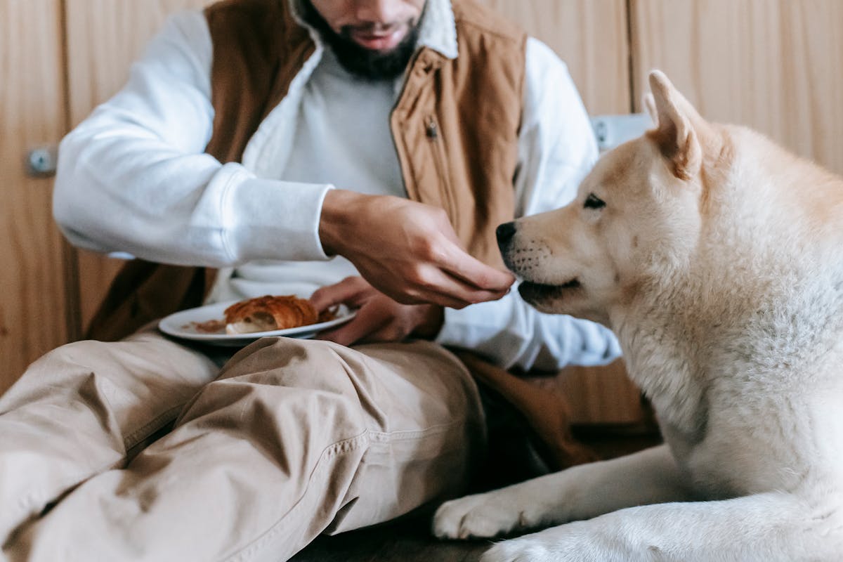 Man Feeding a Dog