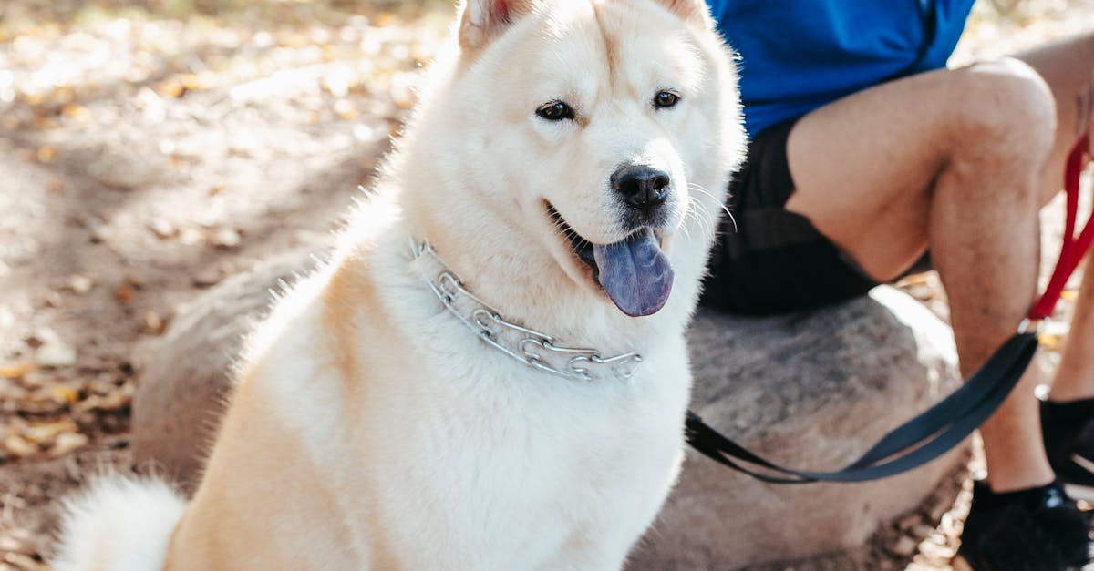 Black man sitting with dog in park