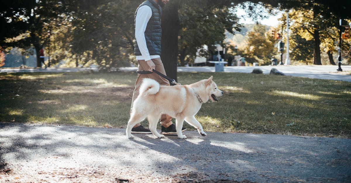 Full body side view of African American male in casual outfit walking with Akita Inu dog in park near trees and grass on walkway in sunny summer day