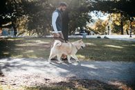 夏日阳光明媚，一位穿着休闲服装的非裔美国男性牵着秋田犬，在公园靠近树木和草地的人行道上散步