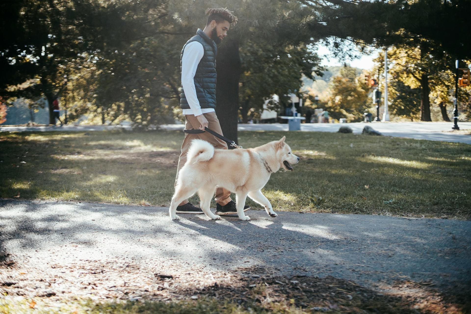 Full kropp sidovision av afroamerikansk manlig i avslappnad outfit promenader med Akita Inu hund i parken nära träd och gräs på gångvägen på en solig sommardag