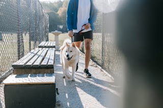 Anonymous male walking with dog in park