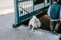 Unrecognizable man with dog on street steps