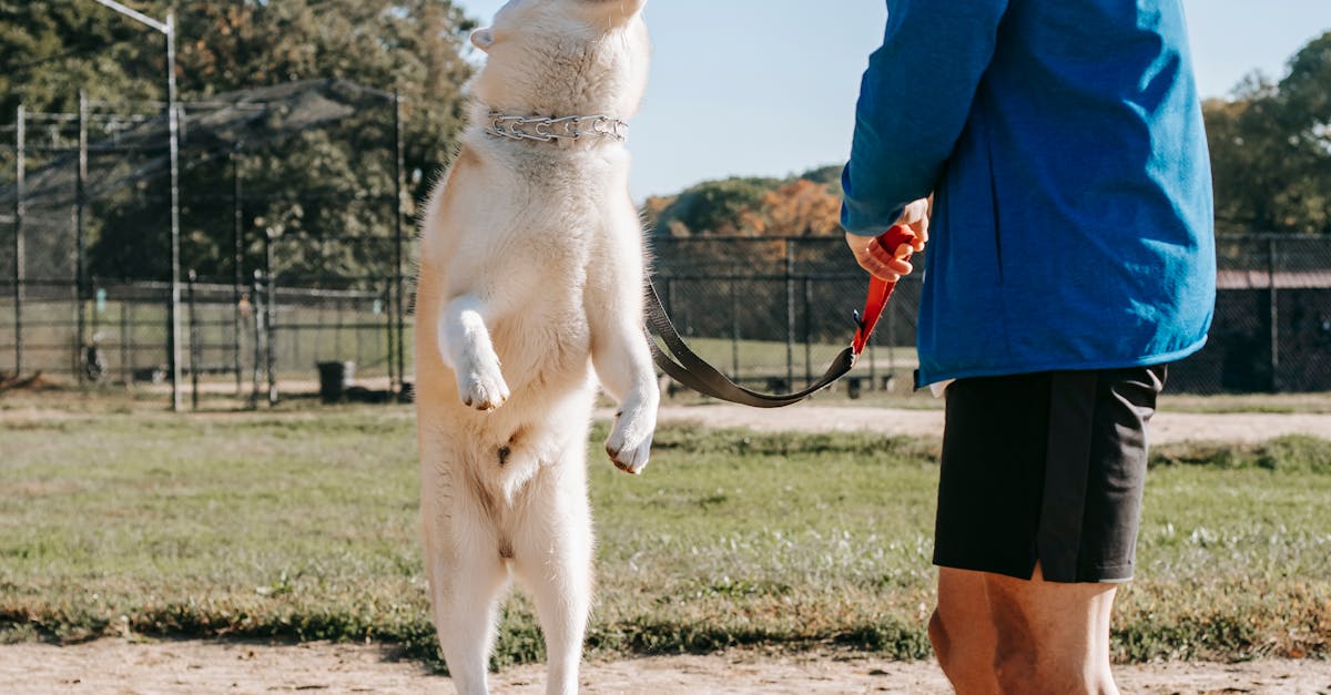 Side view of young man in sportswear training jumping dog on sunny day