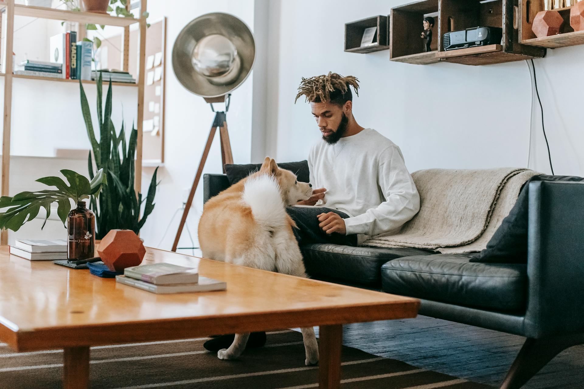 Focused freelancer working remotely from home while sitting on sofa near cute dog