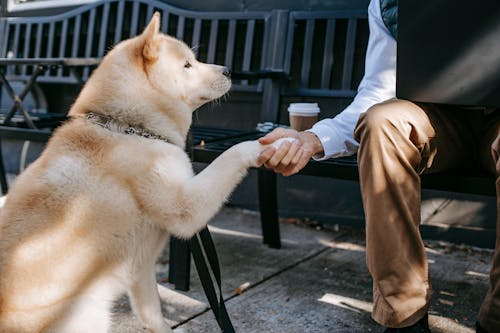 회색 긴 소매 셔츠에 갈색과 흰색 짧은 입히는 개를 들고있는 사람