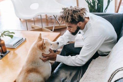 From above of ethnic male in casual clothes sitting on couch and playing with adorable dog while spending free time in cozy living room at home