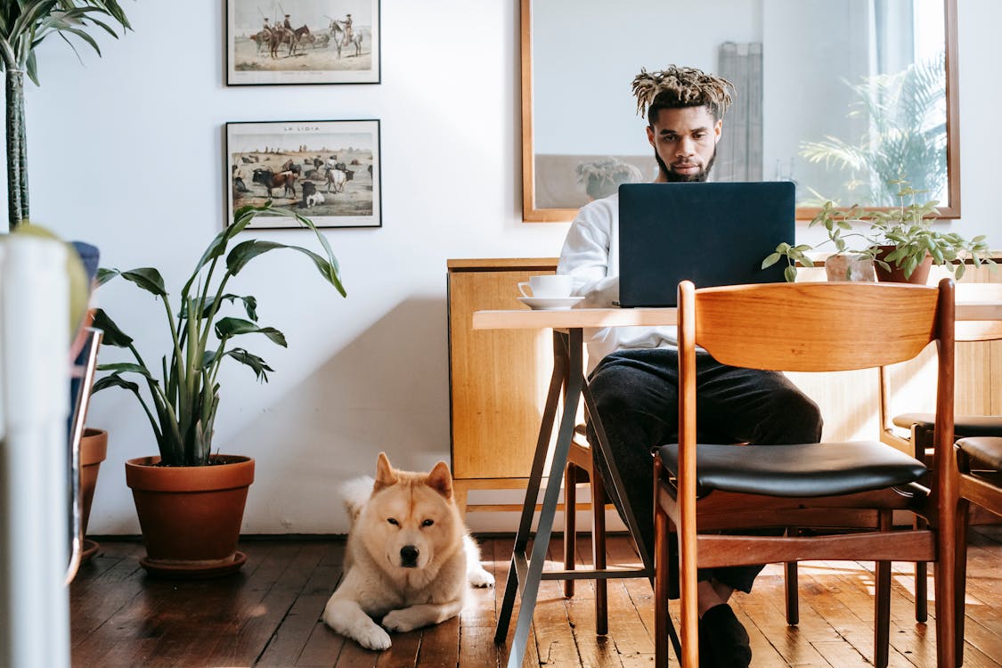Thoughtful African American freelancer in casual clothes sitting at table and browsing laptop while calm Akita Inu lying on floor in room in apartment in sunny day